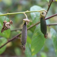 Crotalaria walkeri Arn.